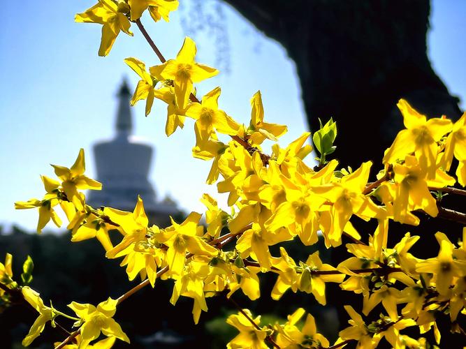 果然视频·好景山东|济南千佛山公园连翘花开，仿佛踏入金色海洋