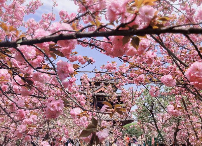 清明正春日！踏青可以计划上了—青龙湖樱花