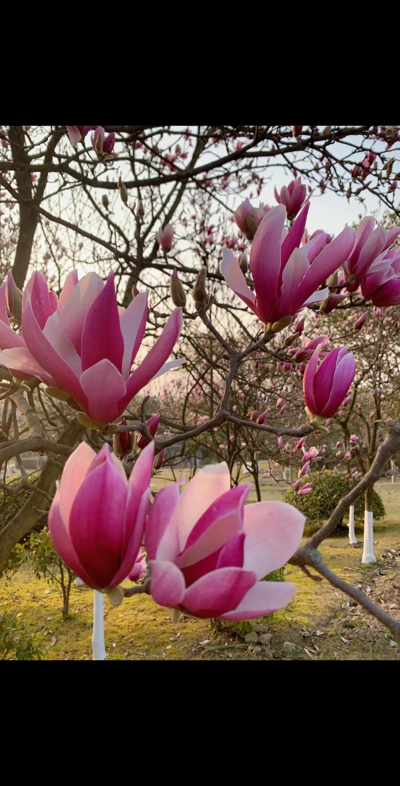 每一口都是春天！甘肃人把花吃出“花”了