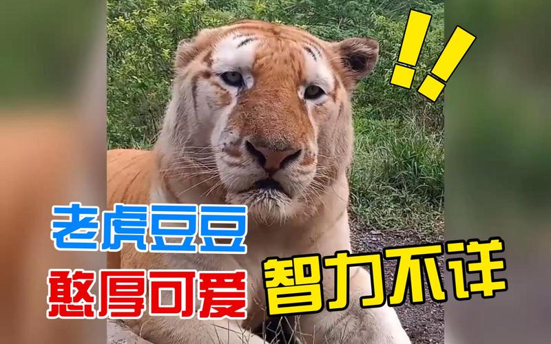 “虎头虎脑”具象化了饲养员大喊“豆豆”叫出老虎